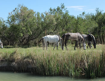 Location bateaux en Camargue